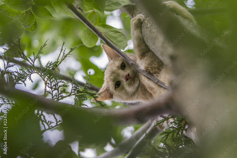 Obraz premium Cat in Tree