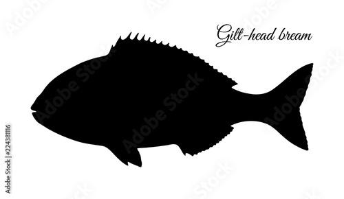 Silhouette of gilt-head sea bream.