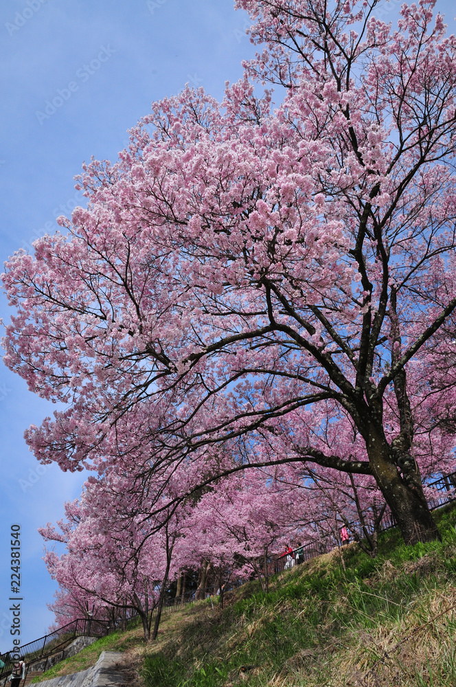 土手に咲く桜