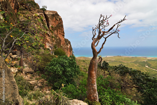 Endemic plant of the Socotra Island, Yemen, Africa photo