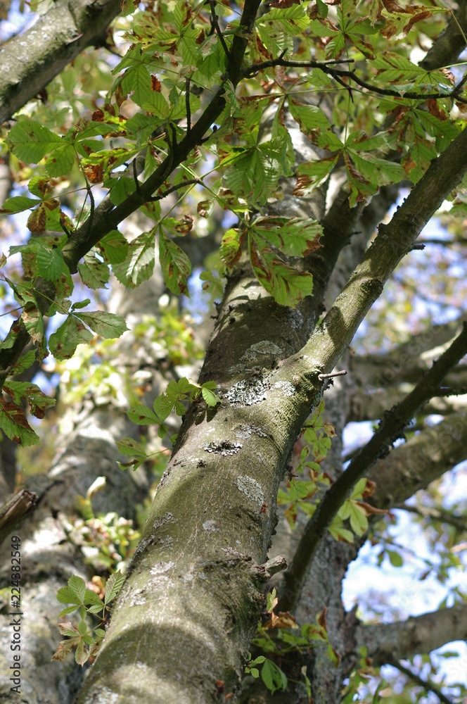 Another autumn day in park
