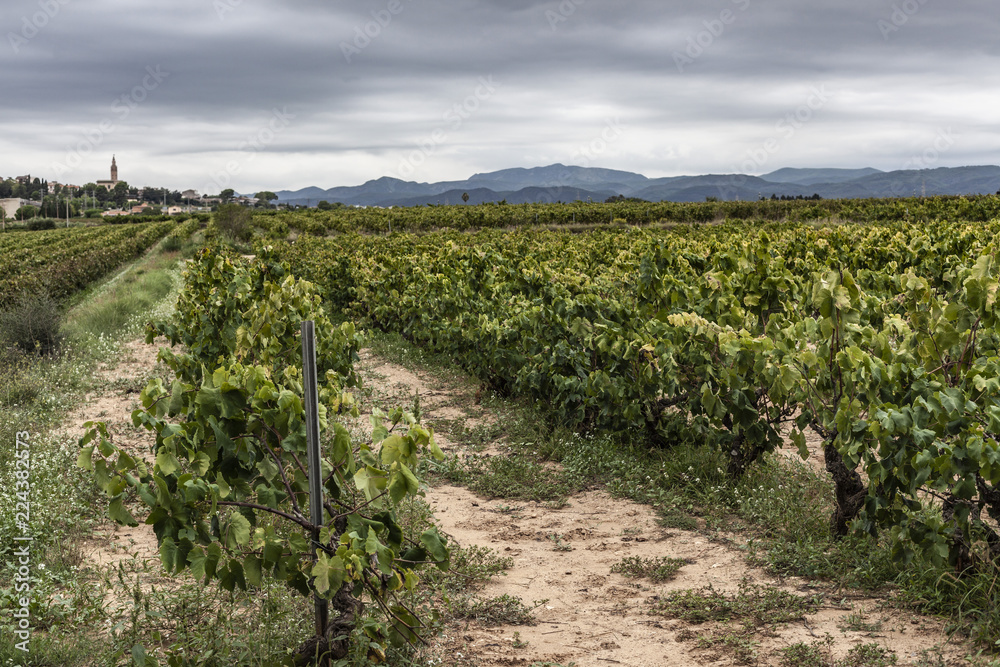 Landscape with vineyards in Penedes wine cava region,Catalonia,Spain.