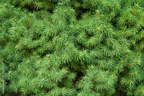 Picea glauca pine tree background