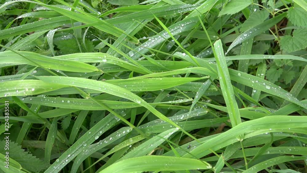 Wet grass after the end of the rain. Wet grass after the end of the rain.
