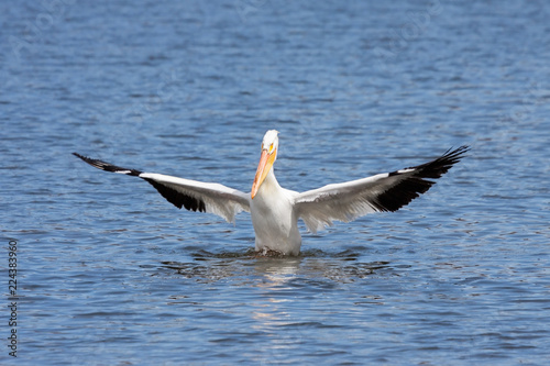 American white pelican genuflects in a lake