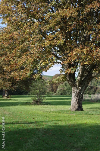 Another autumn day in park