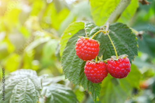 Raspberries on the plantation during the harvest period
