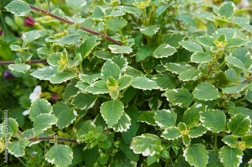Plectranthus coleoides or swedish ivy  or creeping charlie green plant photo