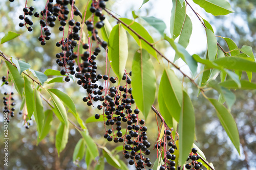 A twig of bird cherry with many ripe black berries and green leaves