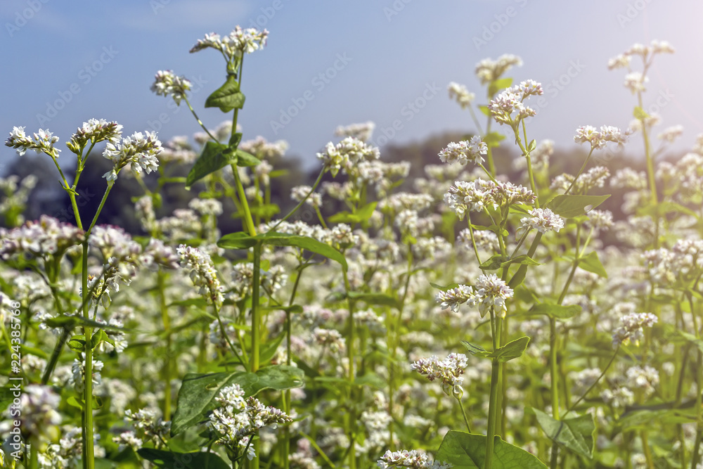 field of flowering buckwheat against the sky with clouds field of flowering buckwheat against the sky with clouds