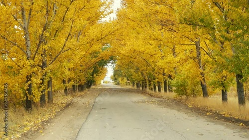 Empty road under yellow tree crowns in autumn