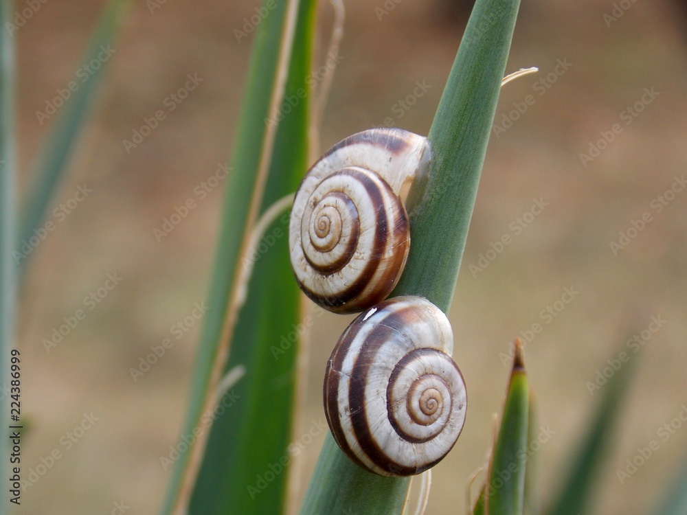 snail on the plant
