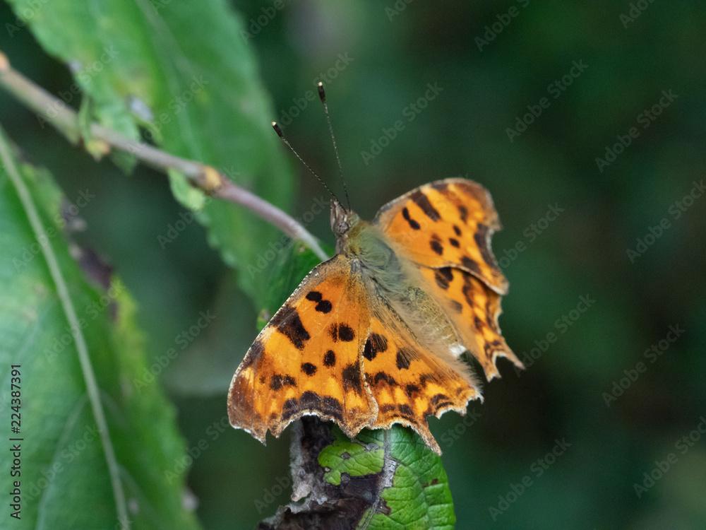 Macro Image of a Polygonia c-album. Macro Image of a Polygonia c-album.