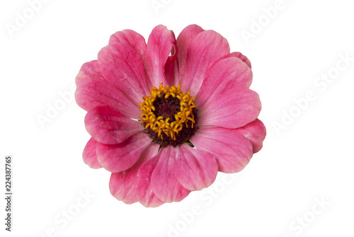 Pink zinnia flower head isolated. Copy space.