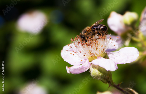 bee on a flower collects honey
