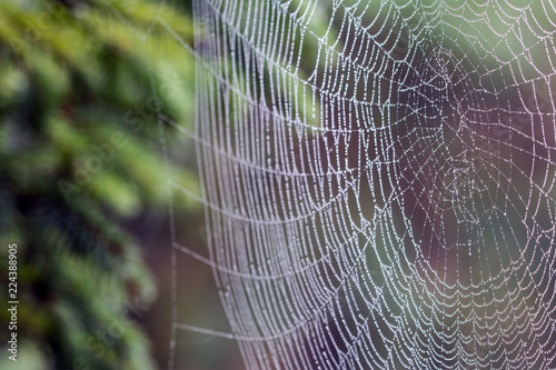 Closeup of a cobweb cowered with dew drops