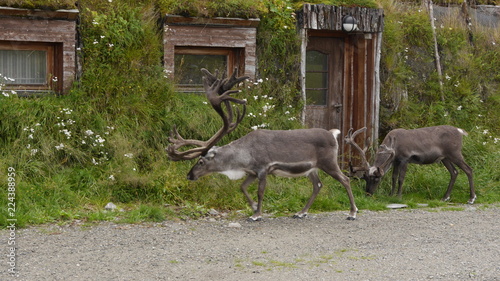 Rentiere im Wohngebiet von Hammerfest, Norwegen photo