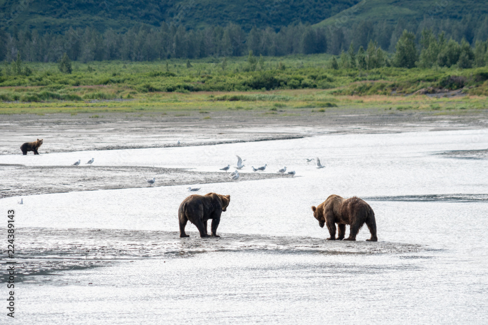 Alaskan coastal brown bears (grizzly) walks along the beach at Katmai National Park, fishing for salmon Alaskan coastal brown bears (grizzly) walks along the beach at Katmai National Park, fishing for salmon