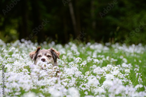 Fototapeta Naklejka Na Ścianę i Meble -  hidden dog, cute Shepherd dog sitting between white flowers