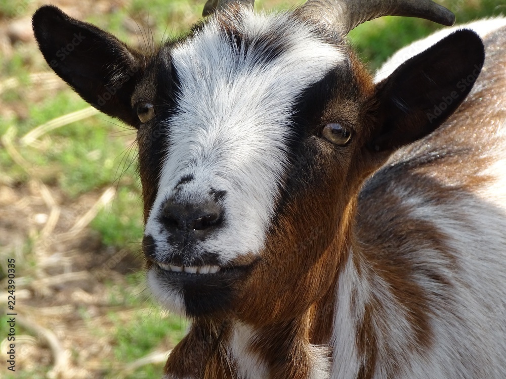 Close up with the goat laughing Close up with the goat laughing