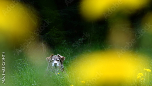 The dog and the yellow flowers, cute Shepherd dog sitting between yellow flowers © Grubärin