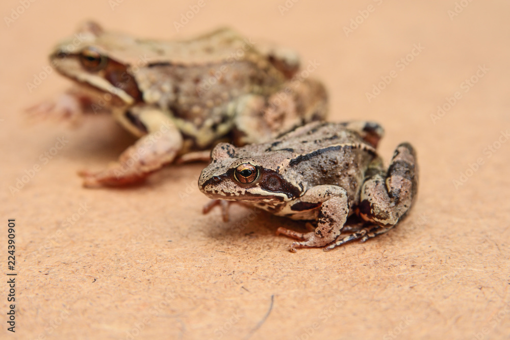 Obraz premium Frogs