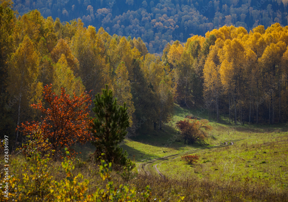road section in the field next to the yellow autumn forest road section in the field next to the yellow autumn forest