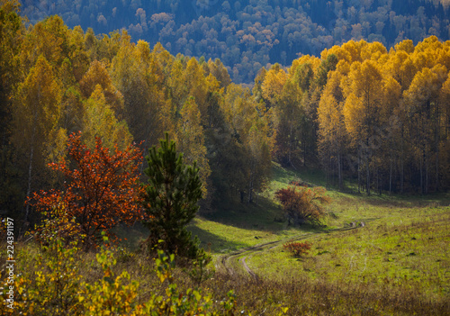 road section in the field next to the yellow autumn forest
