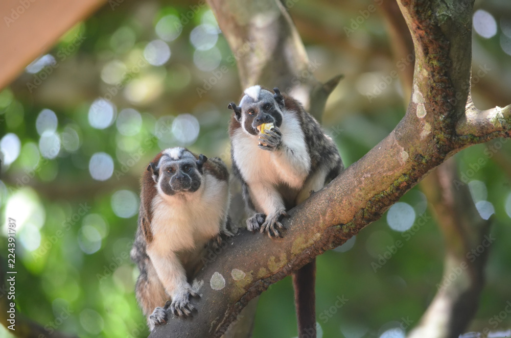 Fototapeta premium Una pareja de monos tamarino panameños