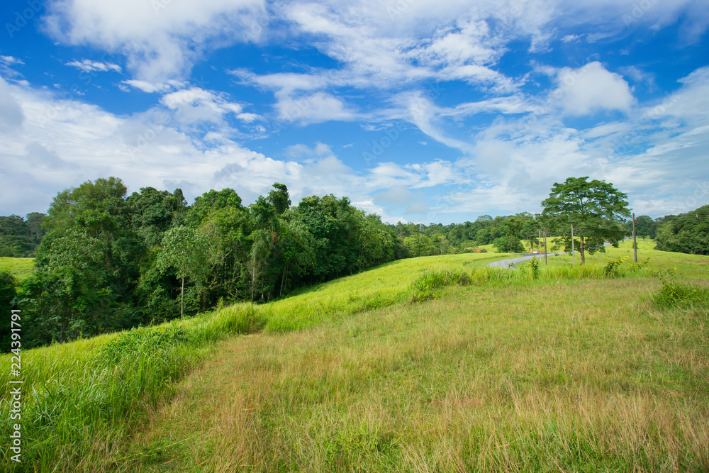 Fog, Forest, Meadow, Rainforest, Thailand Fog, Forest, Meadow, Rainforest, Thailand