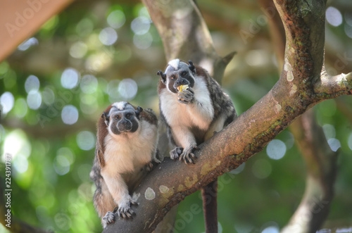 Una pareja de monos tamarino panameños