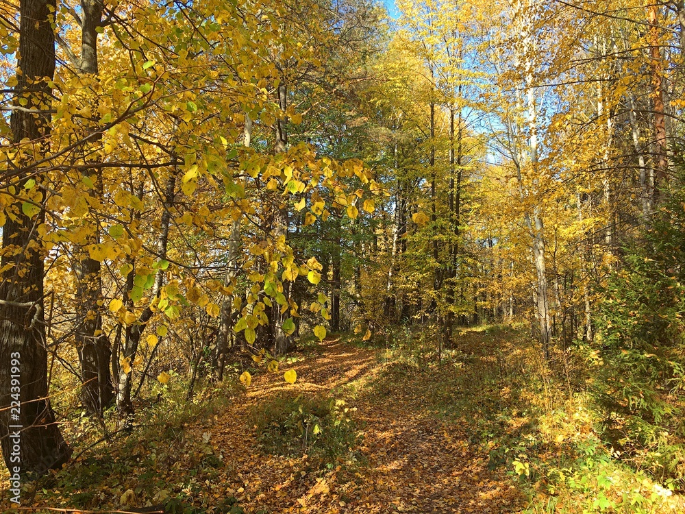 Forest with yellow leaves under the blue sky in autumn