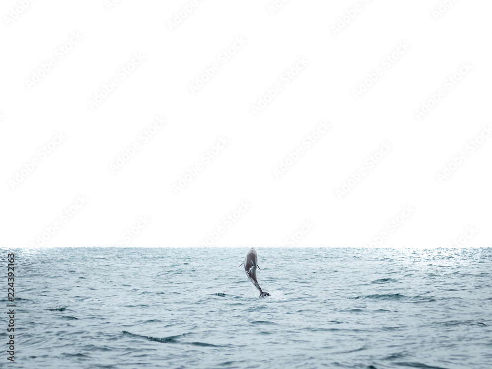 single jumping bottlenose dolphin isolated on white background