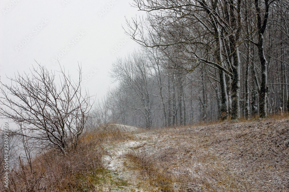 The first snow in the woods. Snow-covered trees on the edge of the forest_ The first snow in the woods. Snow-covered trees on the edge of the forest_