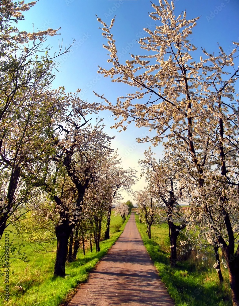 Blossomed tree alley along asphalt road at spring daylight, clear blue sky. Relaxing nature. Cherry tree. Central europe. .