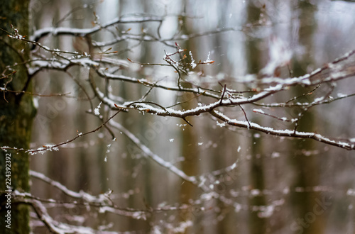 The branch of tree is covered with snow, in the winter forest_