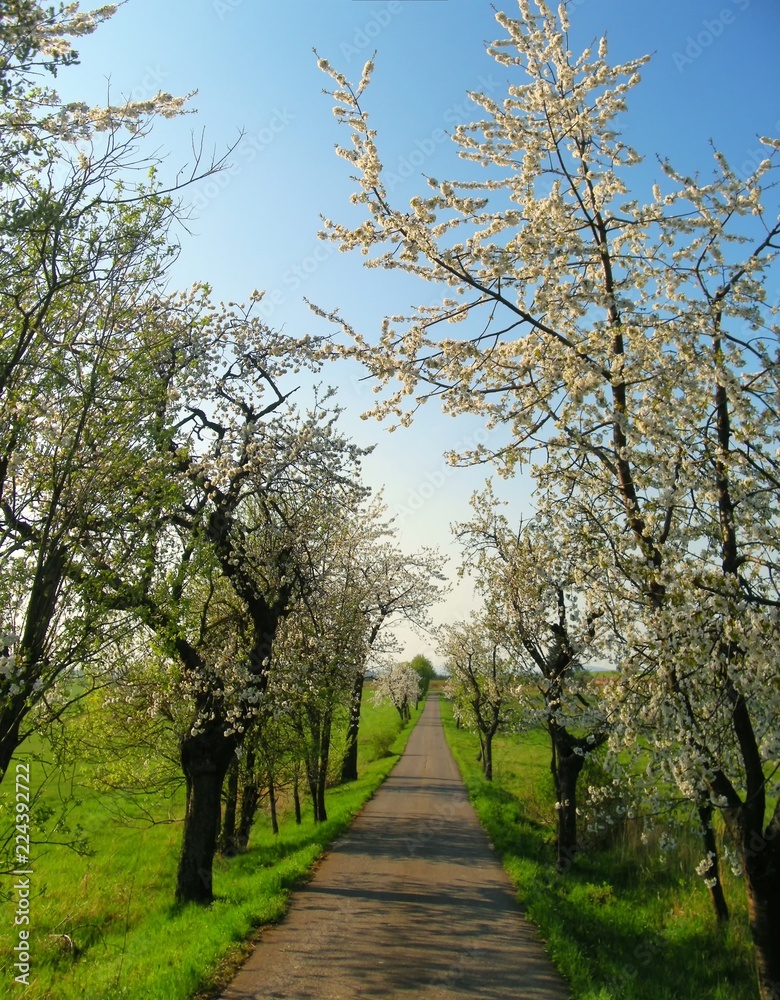 Blossomed tree alley along asphalt road at spring daylight,  blue sky. Relaxing nature. Cherry tree. Central europe. .