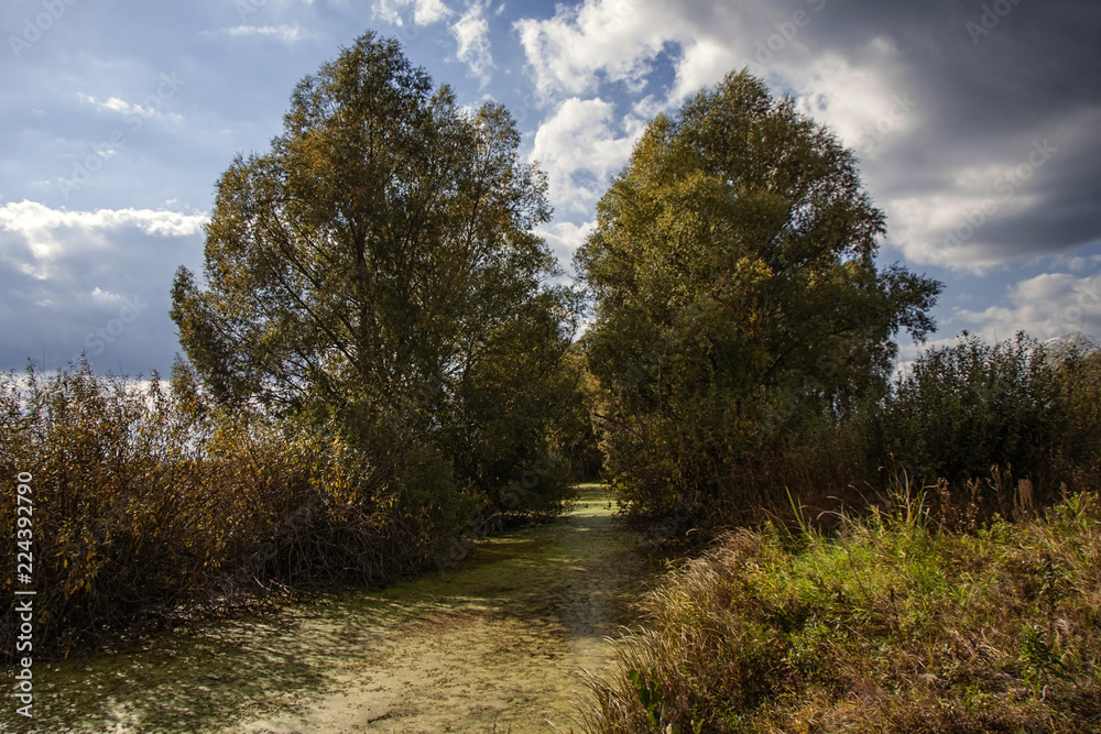 river in the forest