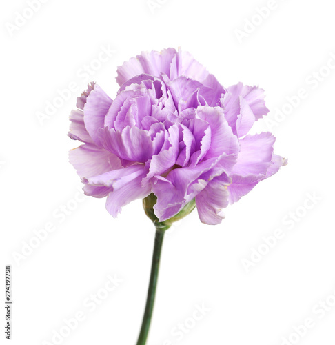 Beautiful blooming violet carnation on white background