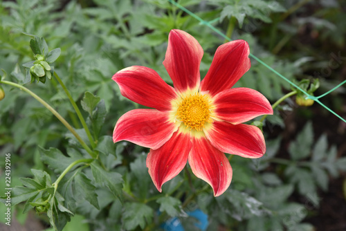 Fototapeta Naklejka Na Ścianę i Meble -  Dahlia rouge