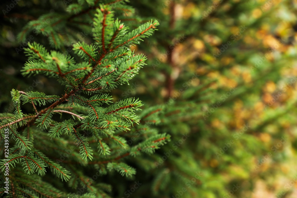 Beautiful fir with green branches in forest, closeup