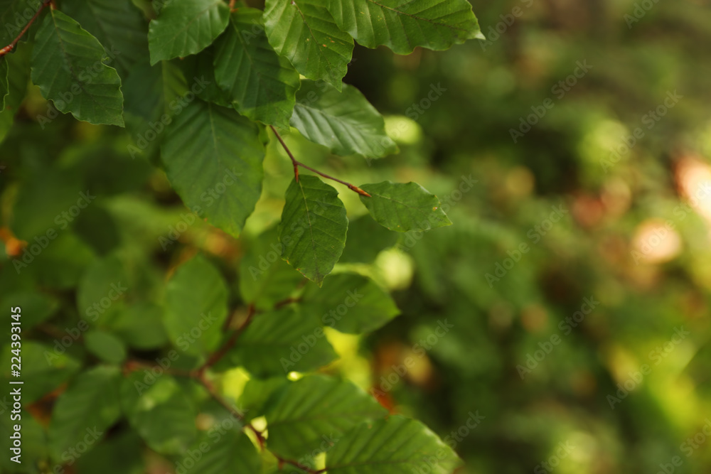 Beautiful tree with green leaves in forest, closeup Beautiful tree with green leaves in forest, closeup