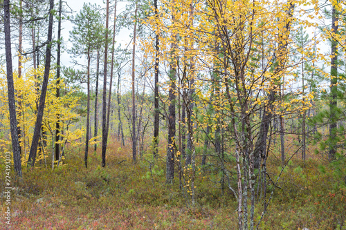 Fototapeta Naklejka Na Ścianę i Meble -  autumn forest in the north of Russia
