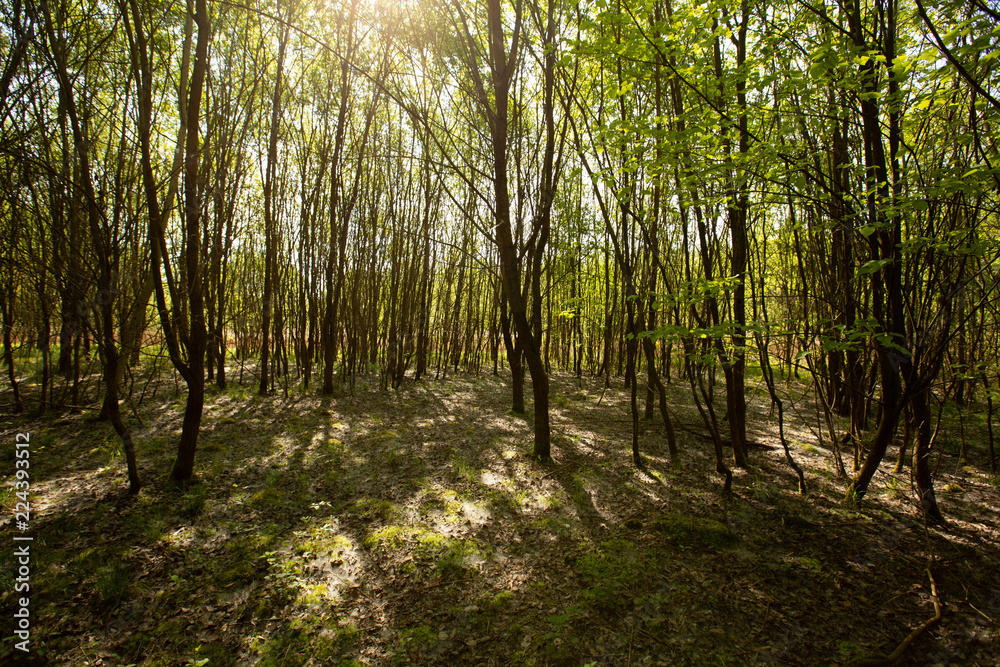 Fototapeta premium Wald mit Sonne