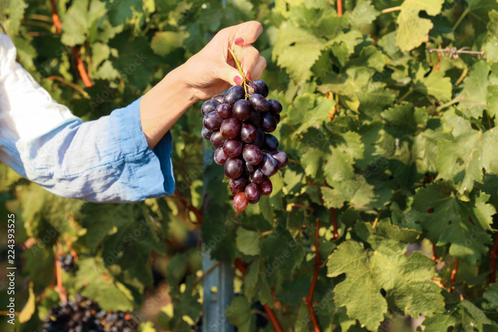 Woman holding bunch of fresh ripe juicy grapes in vineyard, closeup