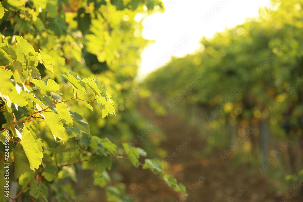 Green grape vines growing in vineyard, closeup view Green grape vines growing in vineyard, closeup view