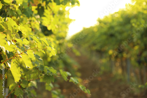 Green grape vines growing in vineyard, closeup view