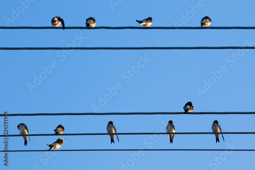 Swallows on Wire against Blue Sky.