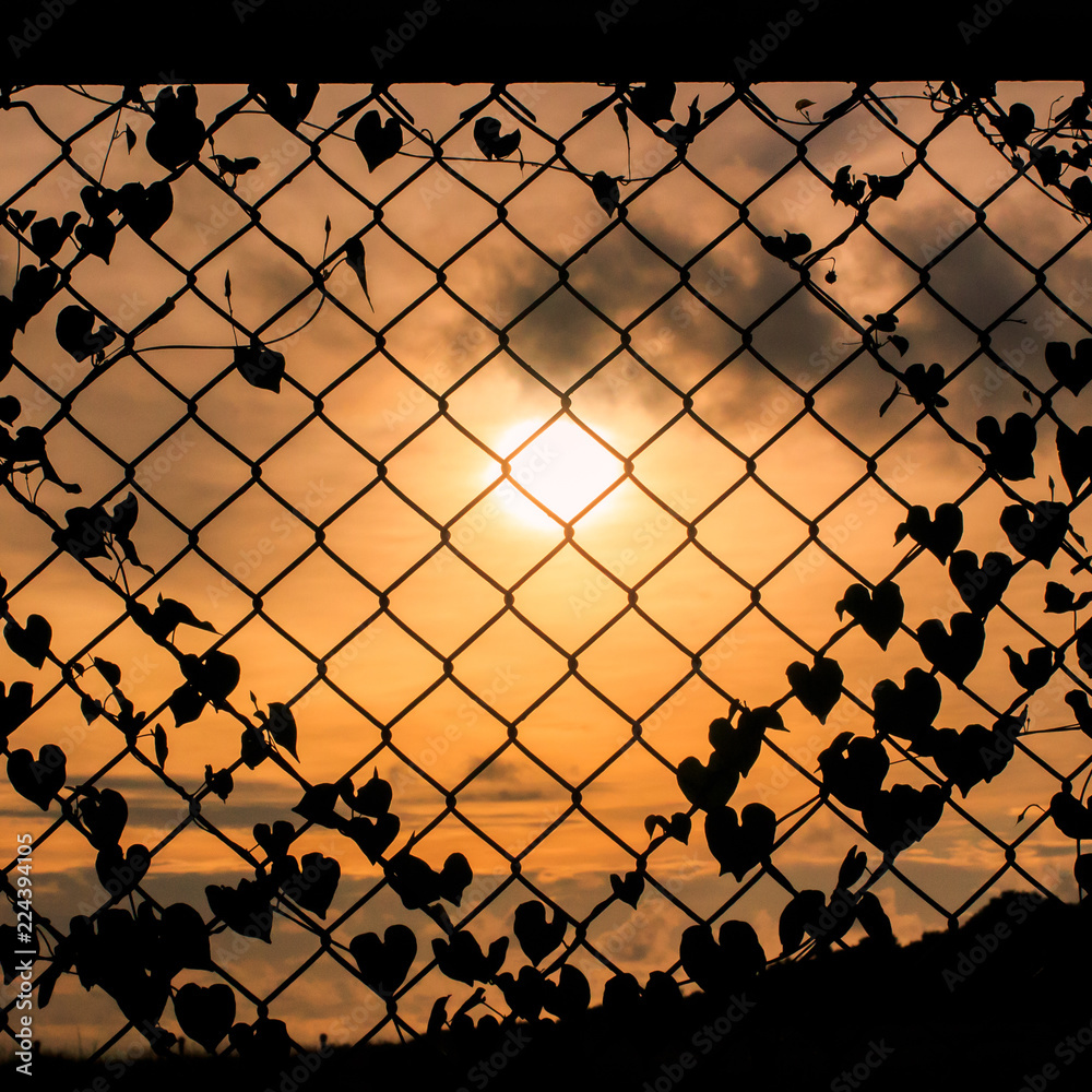 Background Silhouette silhouette mesh fence, Leaves Background Silhouette silhouette mesh fence, Leaves