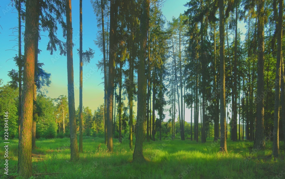 Obraz premium Spruce trees in a forest with blue sky on background at daylight, sunlight, green grass, forest clearing. Countryside landscape. Relaxing positive nature. Czech Republic, Europe. .